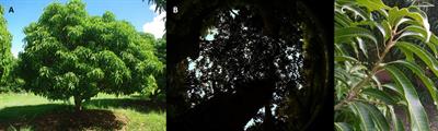 Modeling functional relationships between morphogenetically active radiation and photosynthetic photon flux density in mango tree crown